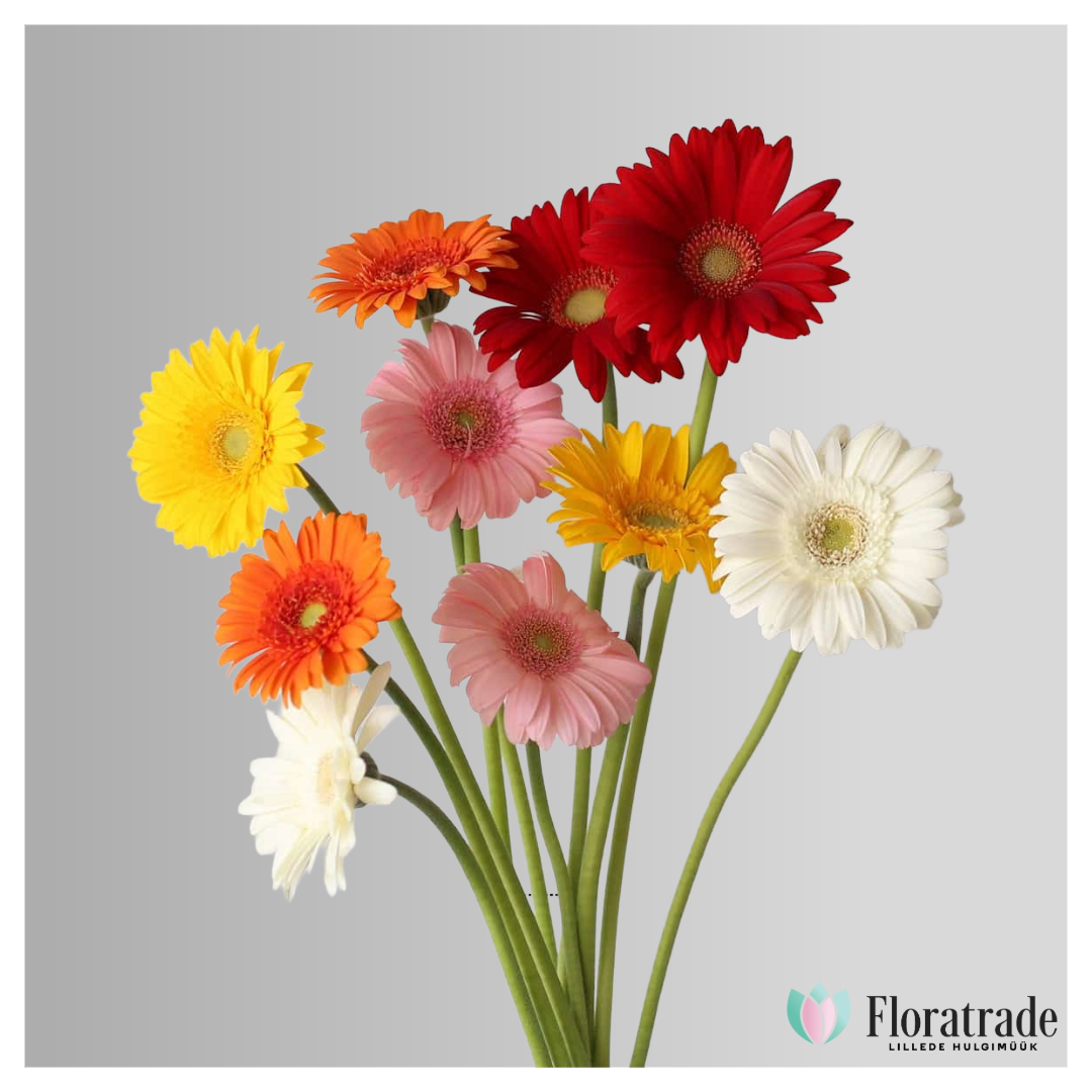 taust (2).png (799 KB)